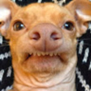 Meet your Posher, Cheyenne